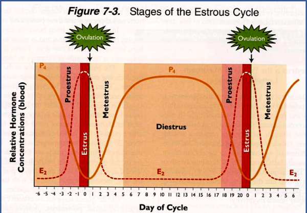 Fisiología Y Manejo Reproductivo De La Cerda I Tests And Trials 7235